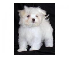Maltese cucioli