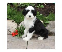 ben socializzati cuccioli Tibetan Terrier.