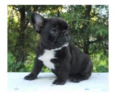 CUCCIOLI DI BOULEDOGUE FRANCESE