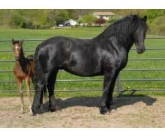 Cavallo frisone