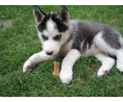 Di razza Siberian Husky cuccioli