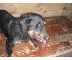 Jagd Terrier di 3 anni