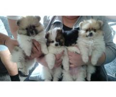 Bellissimi cuccioli di spitz in regalo