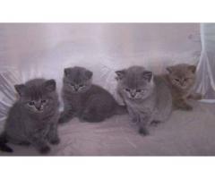 Gattini britannici capelli corti in vendita ora