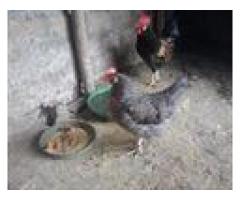 UOVA DI GALLINA RAZZA VALDARNO