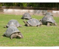 tartarughe e uova fertili